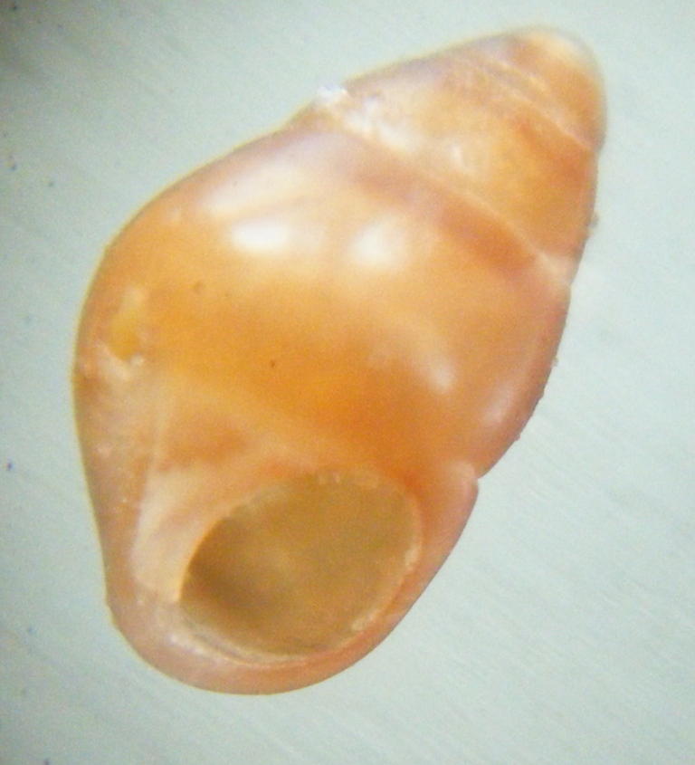 Gasteropode 7